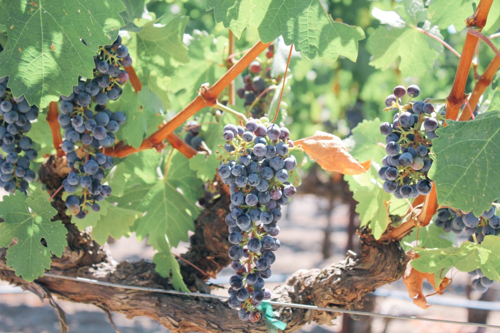 Darioush Winery, Winery, Napa outfit, Napa Valley, landscape photography, wine tasting, grapes