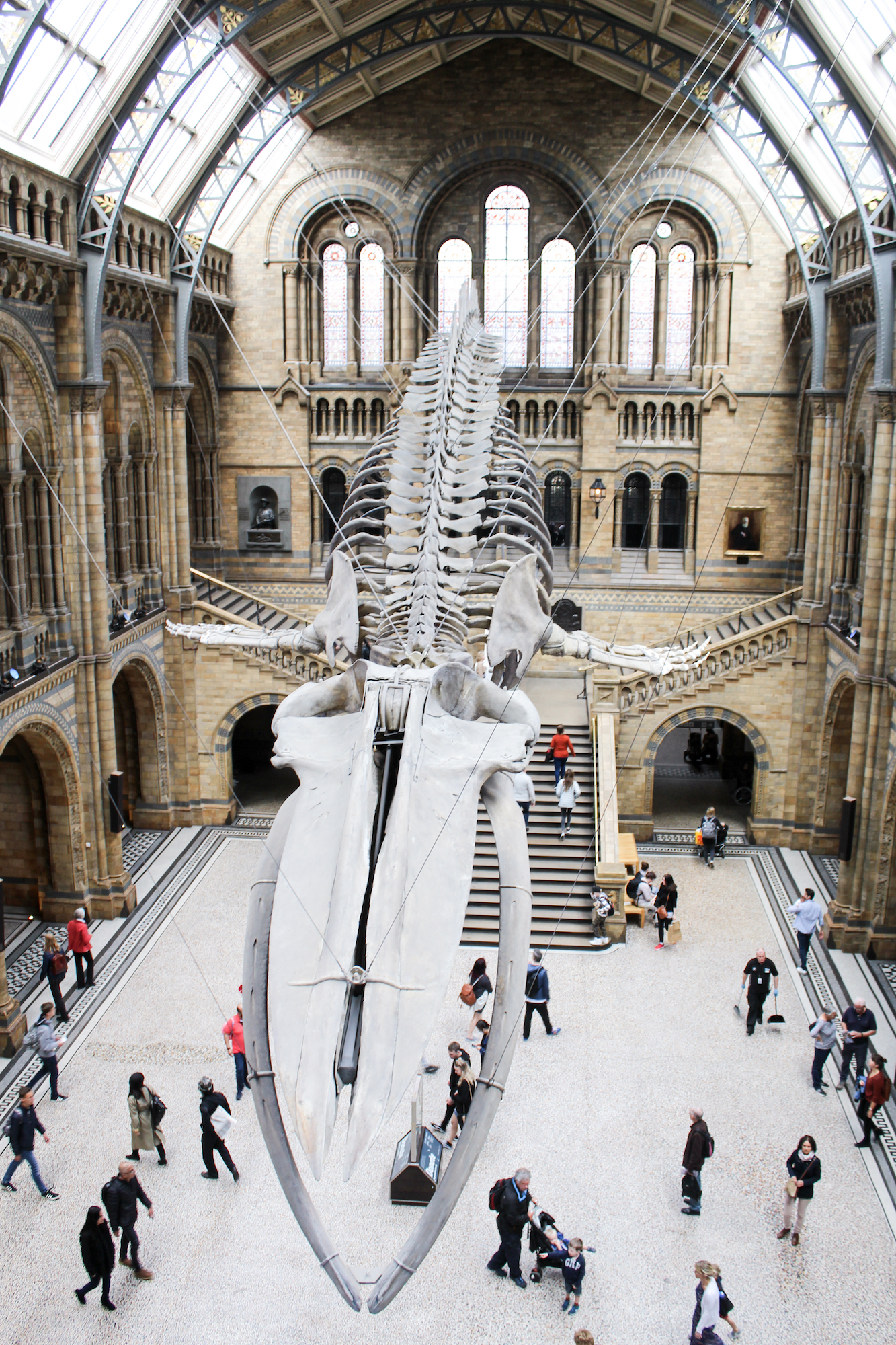 London Natural History Museum, South Kensington, museum, London, United Kingdom